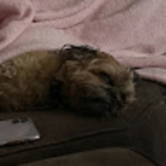 Meet your Posher, Skylar - Picture 1 of 1